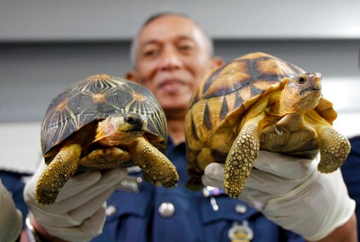 Malaysia Seizes 330 Exotic Tortoises from Madagascar