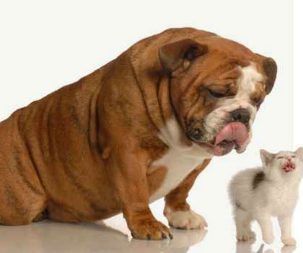 Most Cats and Dogs are Overweight