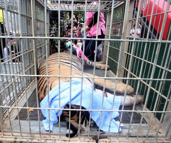 Tigers Seized in Thailand: 40 Taken From Temple, 100 to Go