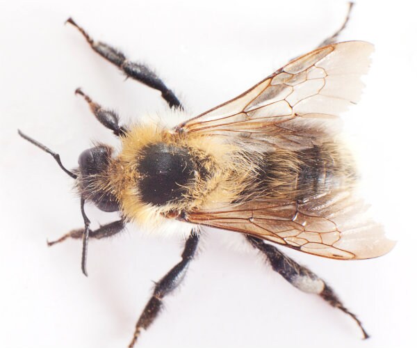 Janice Dickinson Collapses After Reaction to Bee Sting