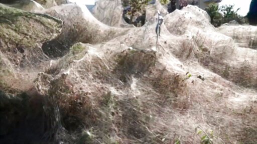 Walk into My Parlor: Greek Spiders Spin Giant Web over Shore