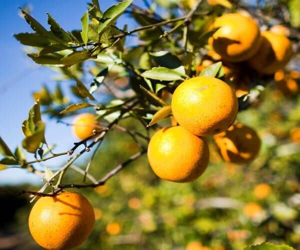 orange tree