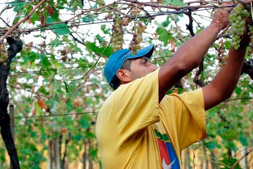 Italian Wine Harvest Begins, Productive Year Forecast