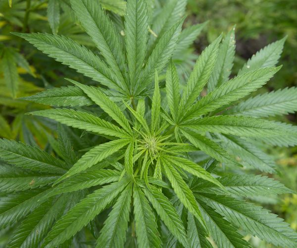 Netherlands Marijuana Cultivation Legalization Moves Forward