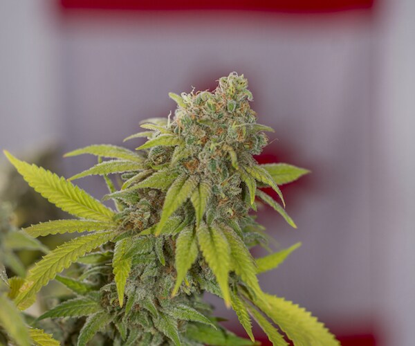 Canada House Votes to Legalize Marijuana