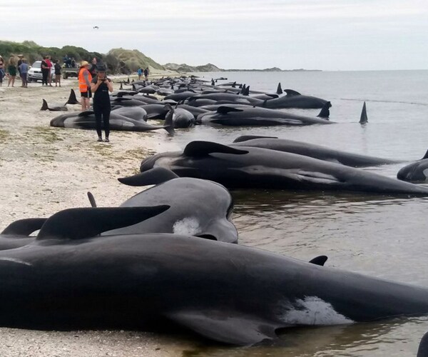 Whales Beached: New Zealand Volunteers Rush to Help After 400 Stranded