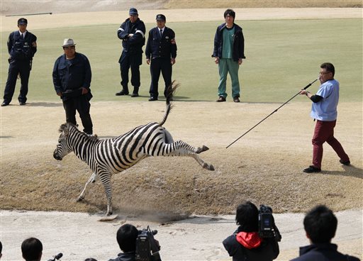 Zebra Runs Amok in Japanese Golf Course, Dies in Lake