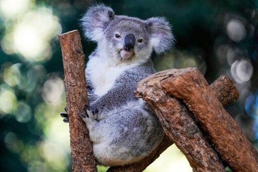 Australia Approves World-first Vaccine to Save Koalas from Chlamydia