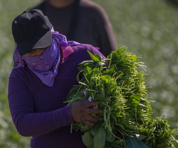 Trump Reassures Farmers Immigration Crackdown Not Aimed at Their Workers