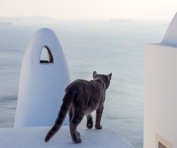 Cat Herder Wanted for Purrfect Job on Greek Isle