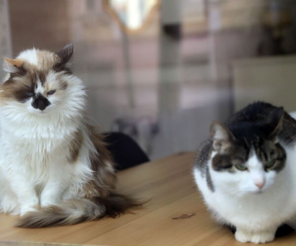 a brown and white cat sits beside a black and white one