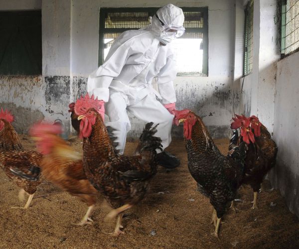 Indiana Avian Influenza Epidemic: 400,000 Birds Euthanized, No New Cases