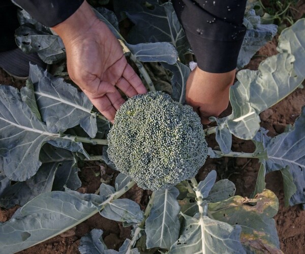 Watchdog Group Reports Kraft Heinz for Disparaging Healthy Foods in Ads