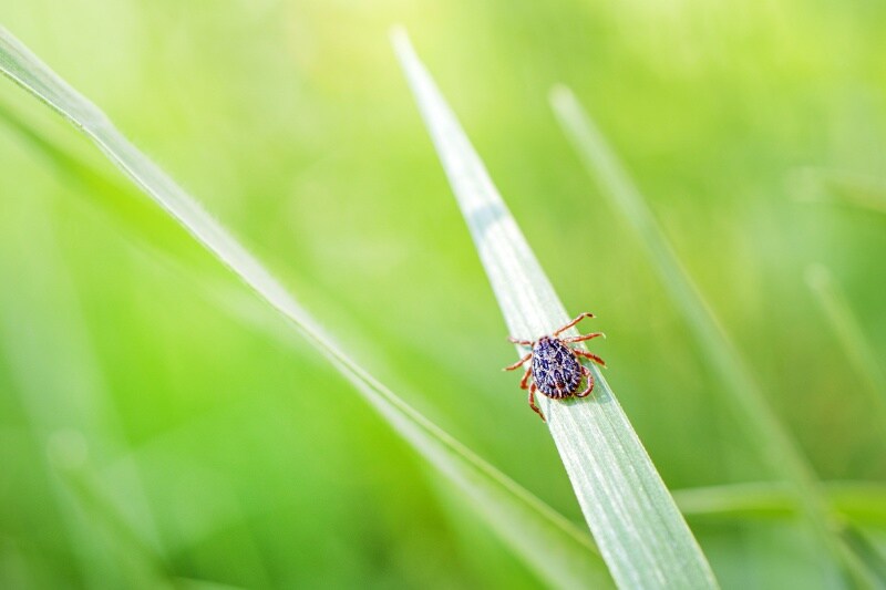 Tick Season is Here: How to Protect Yourself
