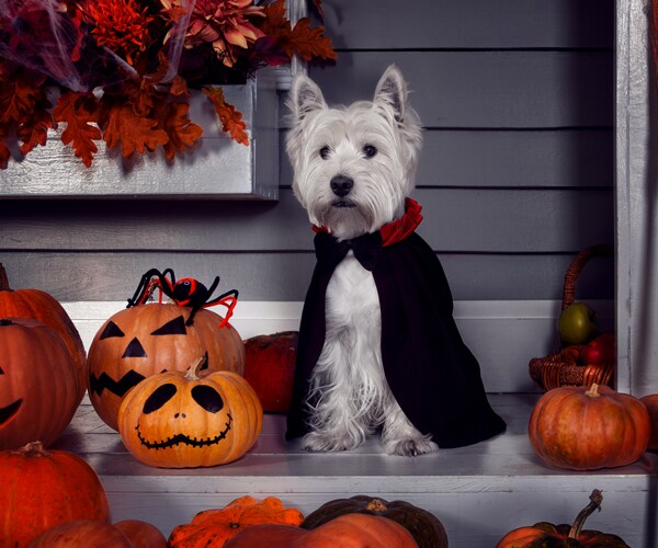 dog in a halloween costume