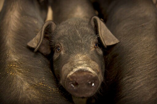 China's Pig Disease Outbreak Pushes up Global Pork Prices