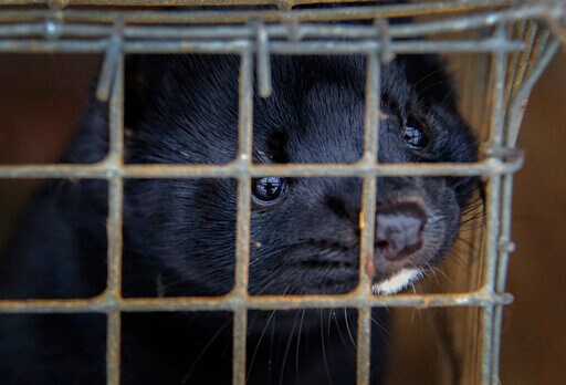 Danes Start Culling 2.5 Million Minks after Virus Hits Farms