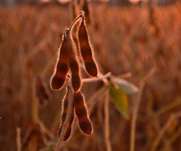 Ahead of Trade Talks, China Makes Biggest US Soybean Purchases Since June