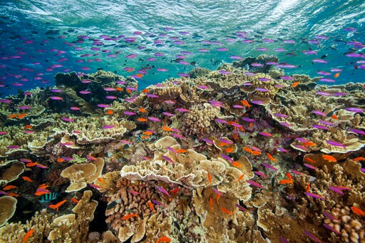 Great Barrier Reef Suffers Widespread Coral Bleaching
