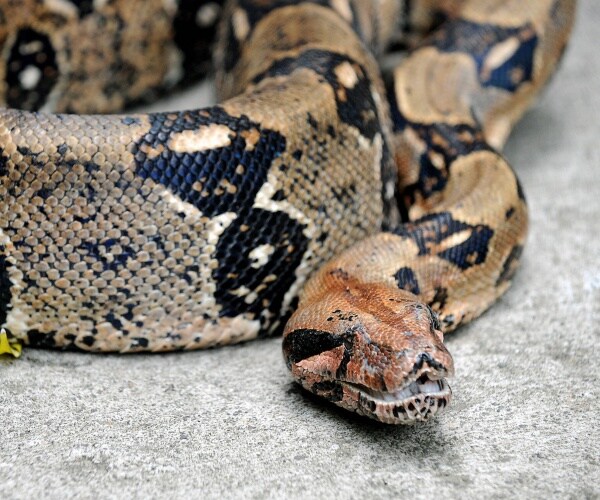 Man Dies Days After Being Strangled by Pet Snake