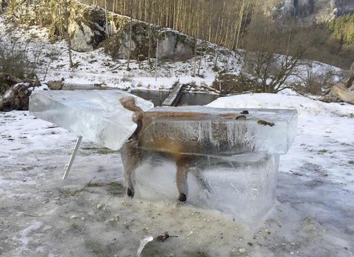 Frozen Fox Extracted from Upper Reaches of Danube in Germany