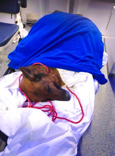 Dog's Tale Has Happy End, as Rapunzel the Runaway Resurfaces