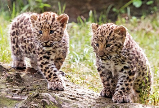 2 Leopard Cubs Make Public Debut in Germany, Names Sought