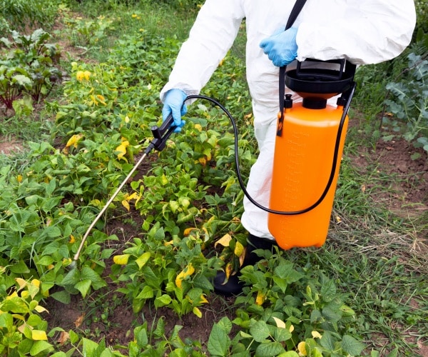 person spraying pesticides on vegetables