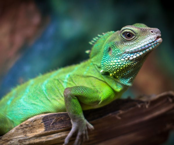 Green-Blooded Lizards an Evolutionary Mystery for Scientists