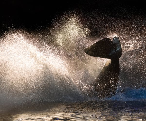 An orca uses its powerful tail to splash water, backlit against the setting sun.