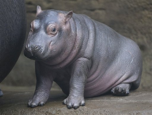 Prague Zoo Has New Attraction  a Baby Hippo