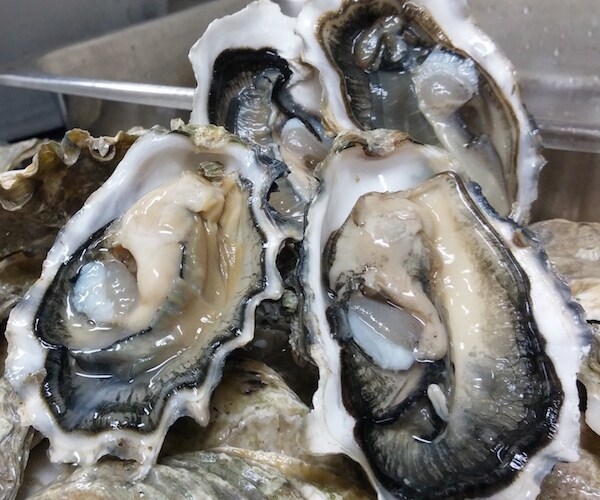 100 Sickened in California by Canadian Oysters
