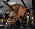 Triceratops Skeleton Could Fetch at Least $1.4M in Paris Auction