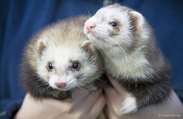 De Blasio's Ferret Stance Rekindles Memories of Giuliani