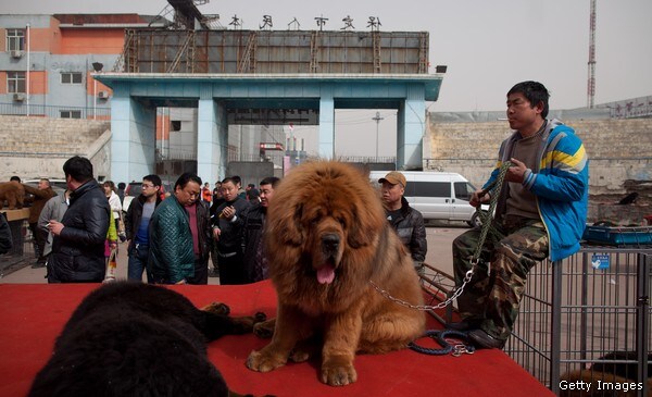 Report: Tibetan Mastiff Puppy 'Sold for $2 Million' in China