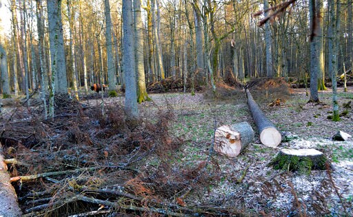 TV Reporter Filming in Polish Forest Attacked by Loggers