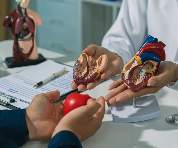 models of heart in doctor's office