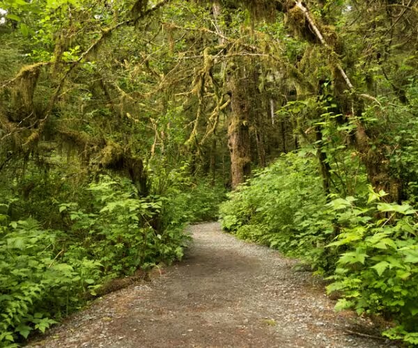 Biden USDA Reverses Trump Era Alaskan Forest Development Rule