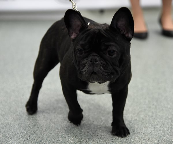 French Bulldog