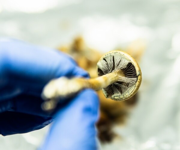 scientist with blue glove holds a magic mushroom for research