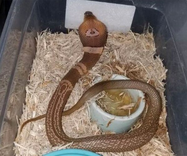 Cobra Keeps Ocala on Its Toes