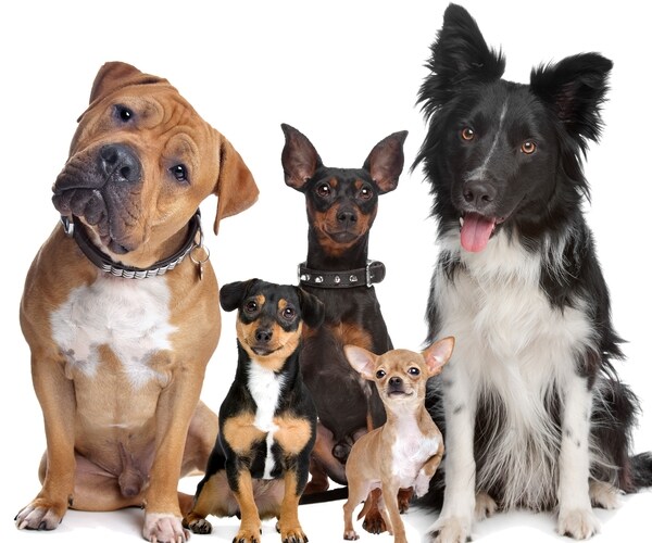 Wag, the 'Uber for Dog-Walking' Is Drawing Uber-Like Scrutiny