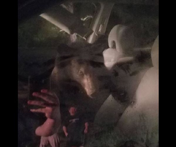 Black Bear Honks Horn After Getting Trapped Inside Car