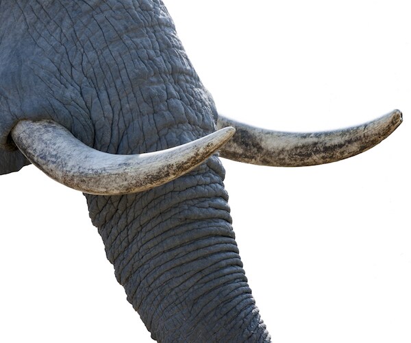 90 Elephant Carcasses in Botswana Left by Poachers