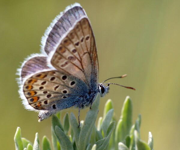 butterfly on a plant