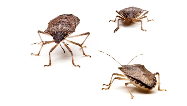 Stink Bugs Are Back But They're Not Actually as Bad as You Think