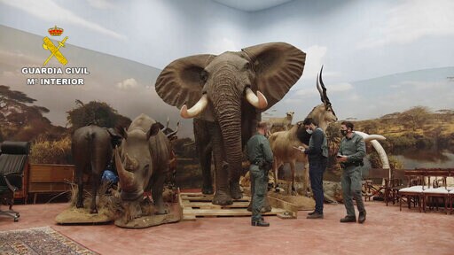 Spain Probes Private Taxidermy Museum with 1,000 Animals