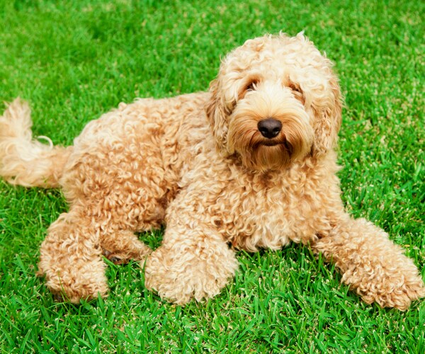 A golden labradoodle