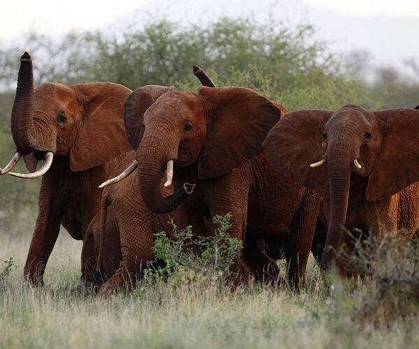 WashPost: Trump Right to Review Lifting Ban on Elephant Trophies