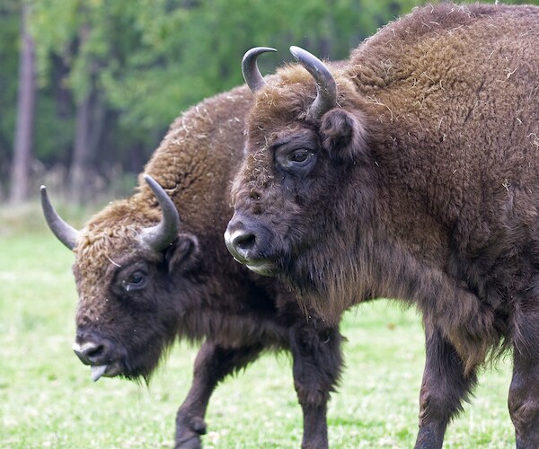 Cow Escapes Farm to Run Free with Wild Bison in Poland